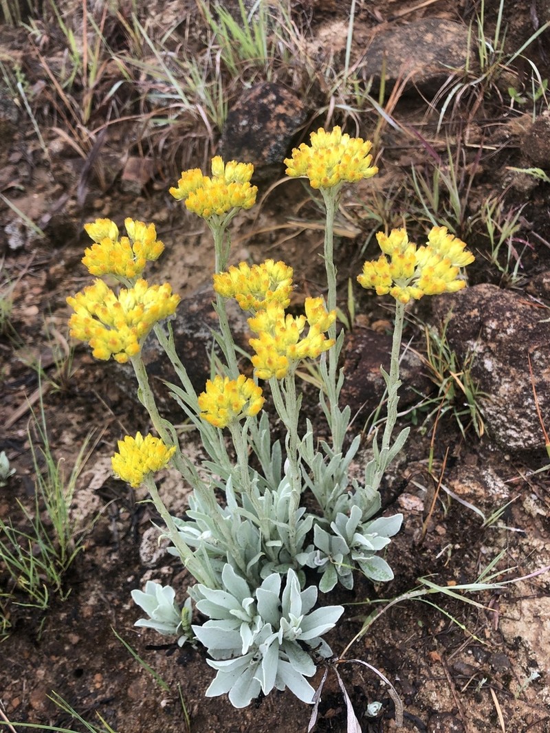 Helichrysum oreophilum photo 4