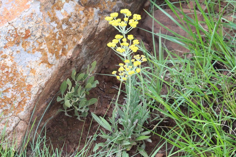 Helichrysum oreophilum photo 5