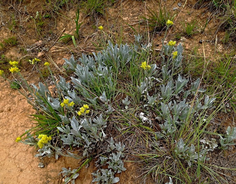 Helichrysum oreophilum photo 6