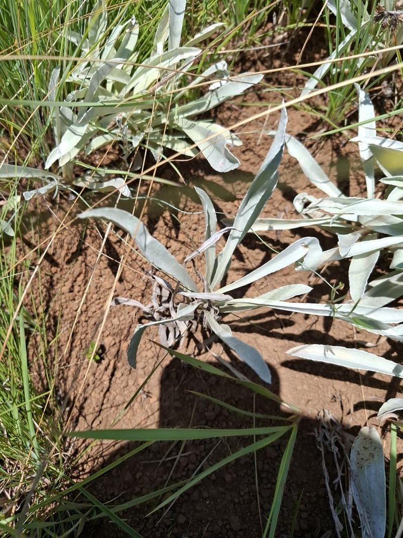Helichrysum oreophilum photo 7