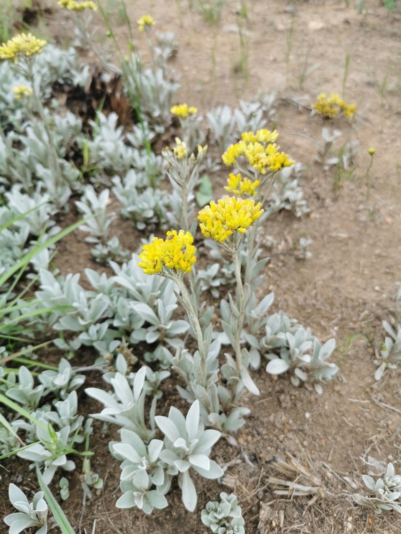 Helichrysum oreophilum photo 8