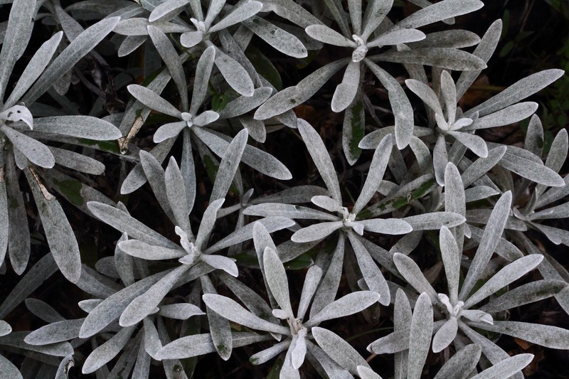 Helichrysum orientale photo 2