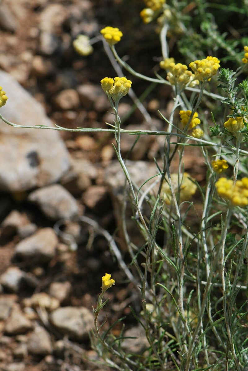 Helichrysum orientale photo 3