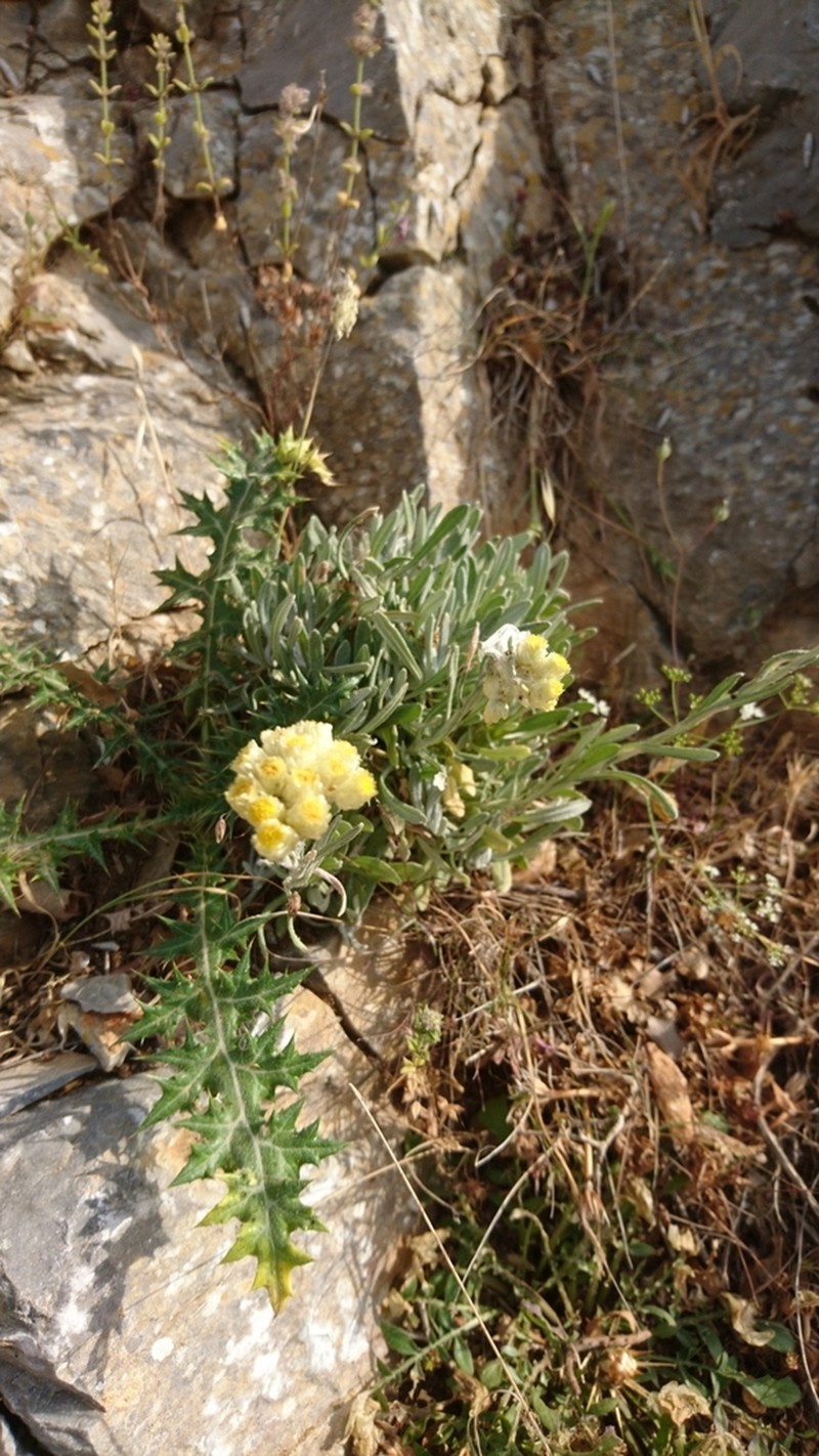 Helichrysum orientale photo 4
