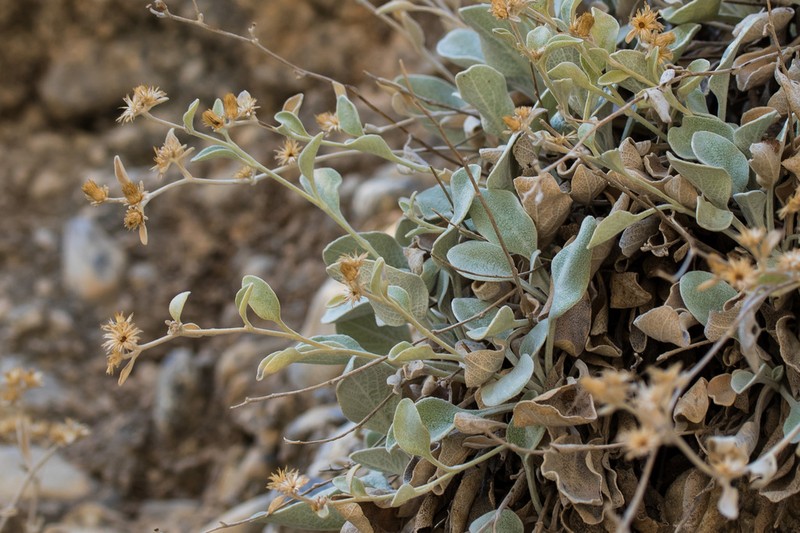 Helichrysum orientale photo 5