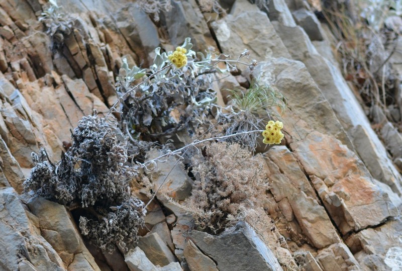 Helichrysum orientale photo 6