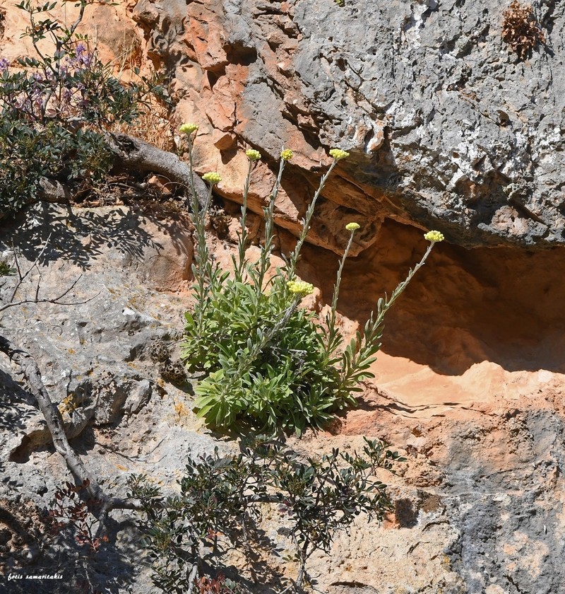 Helichrysum orientale photo 7
