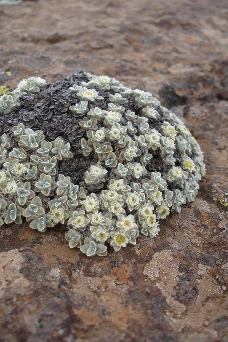 Helichrysum pagophilum