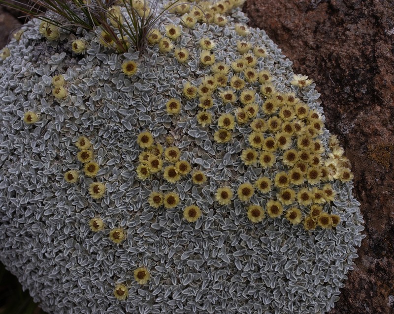 Helichrysum pagophilum photo 2