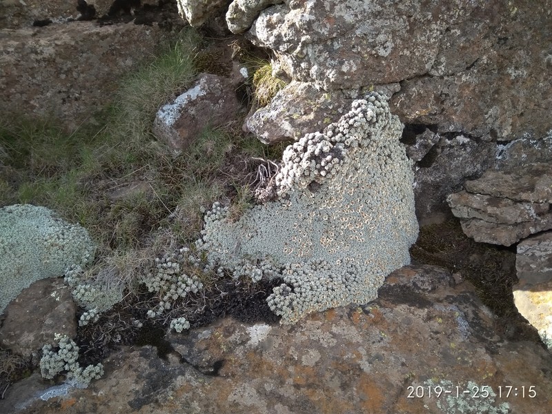 Helichrysum pagophilum photo 4