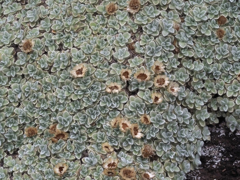 Helichrysum pagophilum photo 5