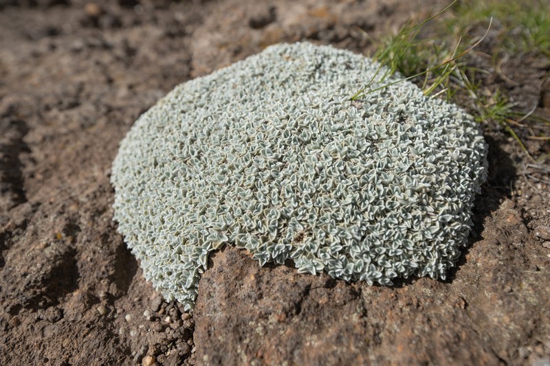 Helichrysum pagophilum photo 6