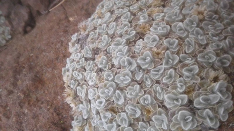 Helichrysum pagophilum photo 7