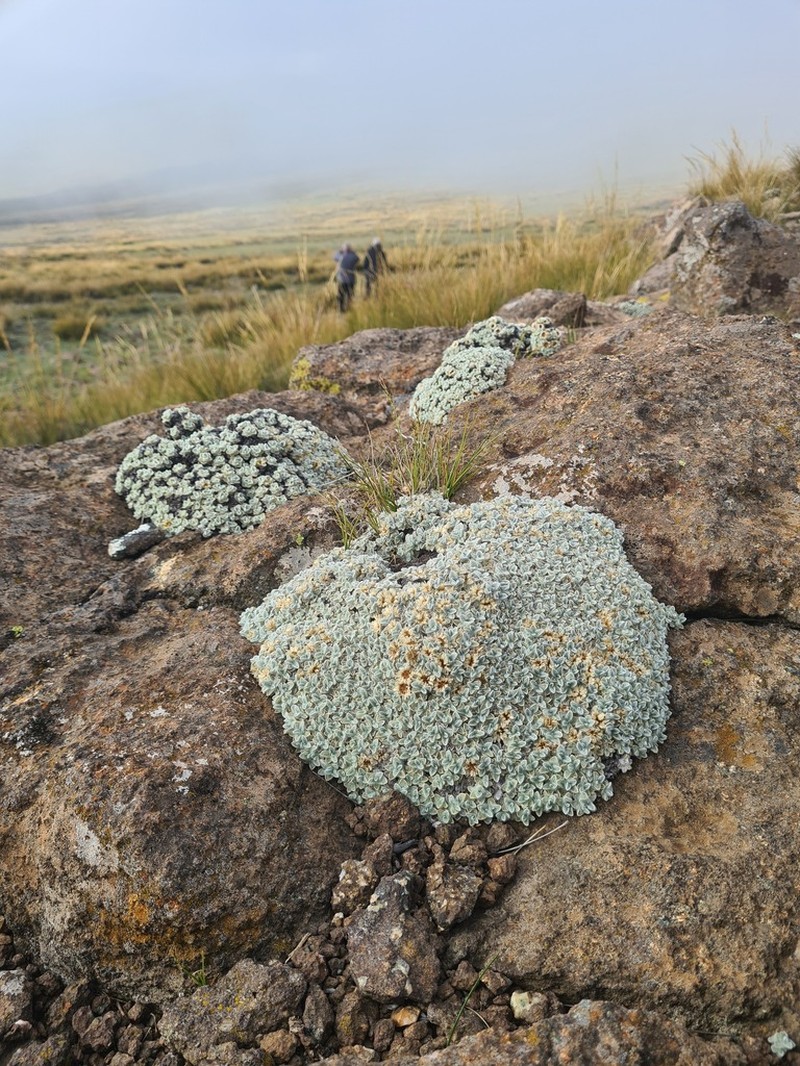 Helichrysum pagophilum photo 8