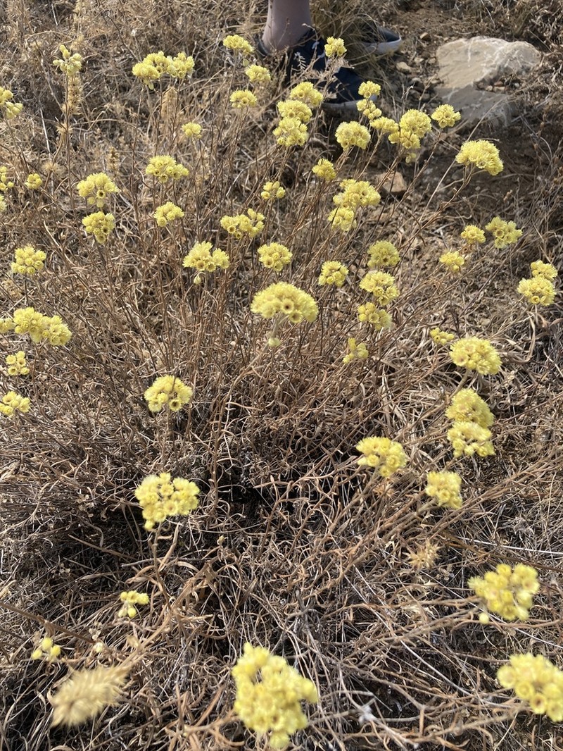 Helichrysum pallasii