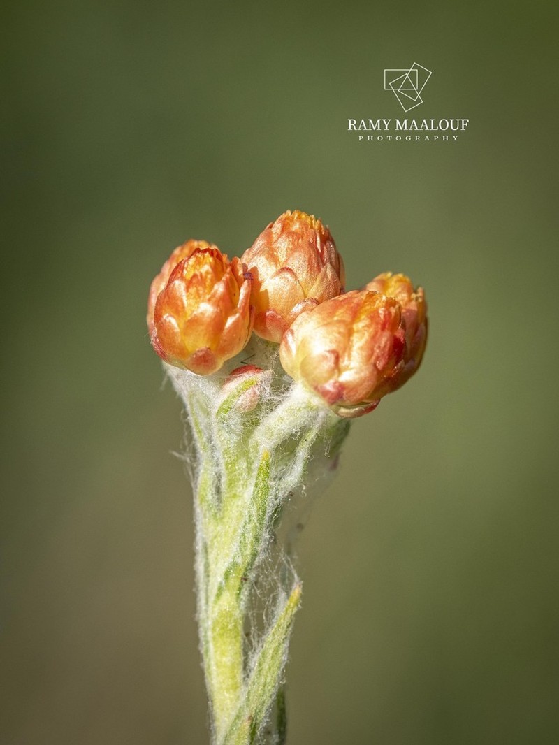 Helichrysum pallasii photo 2