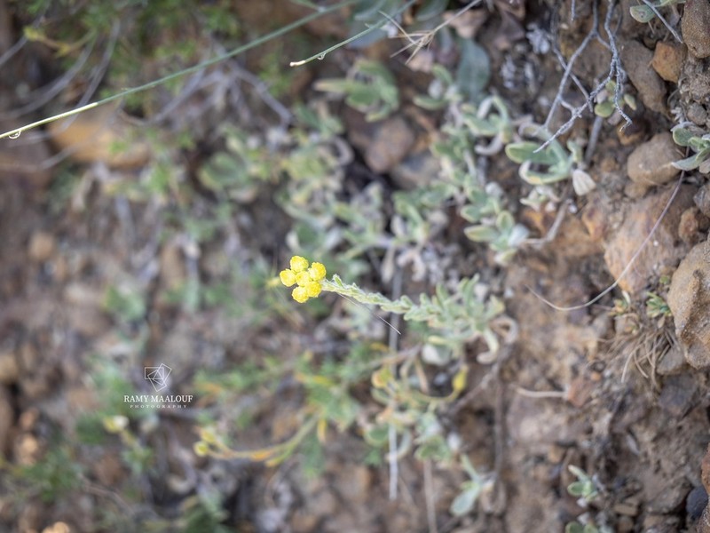 Helichrysum pallasii photo 3