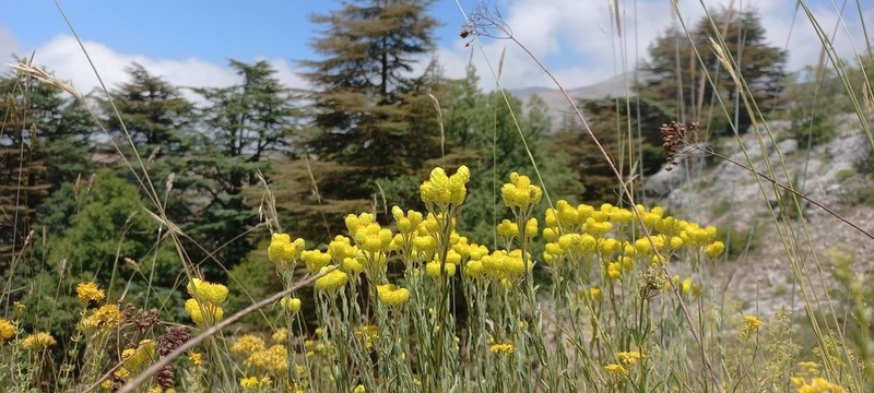 Helichrysum pallasii photo 4