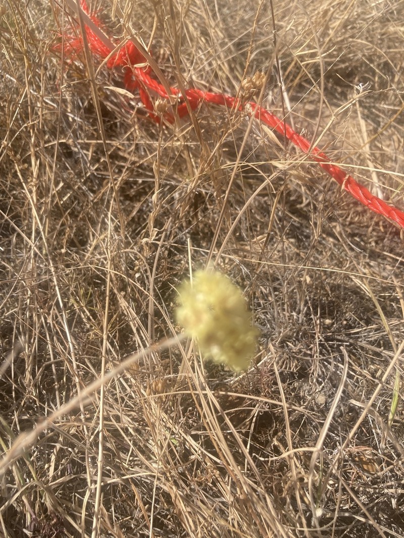 Helichrysum pallasii photo 5