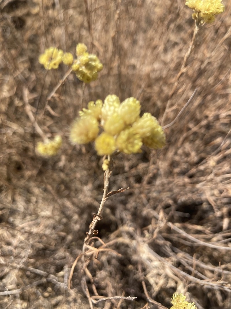 Helichrysum pallasii photo 6