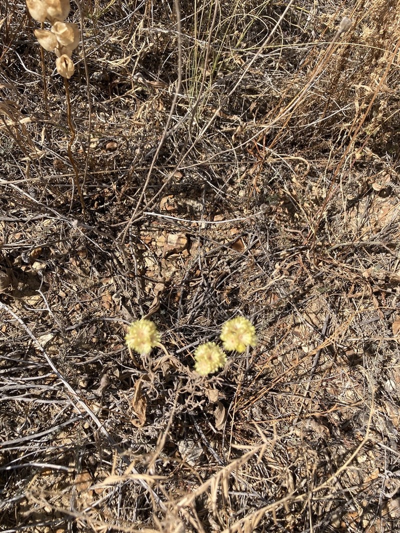 Helichrysum pallasii photo 7