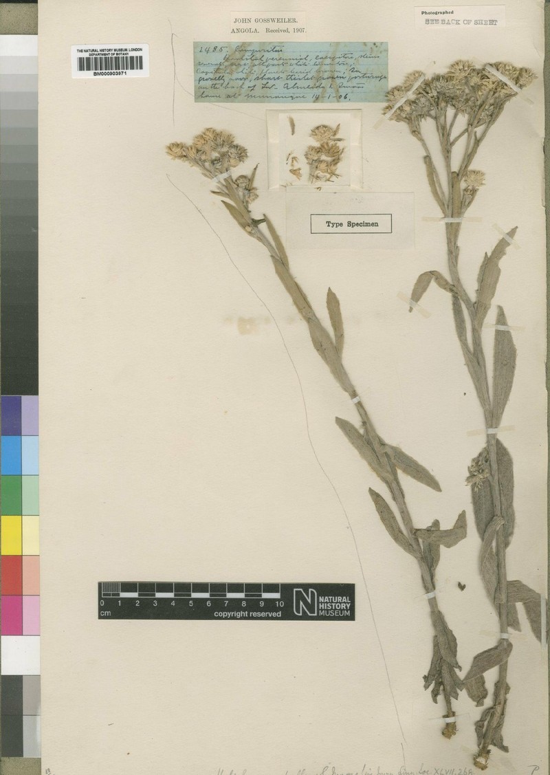 Helichrysum pallens
