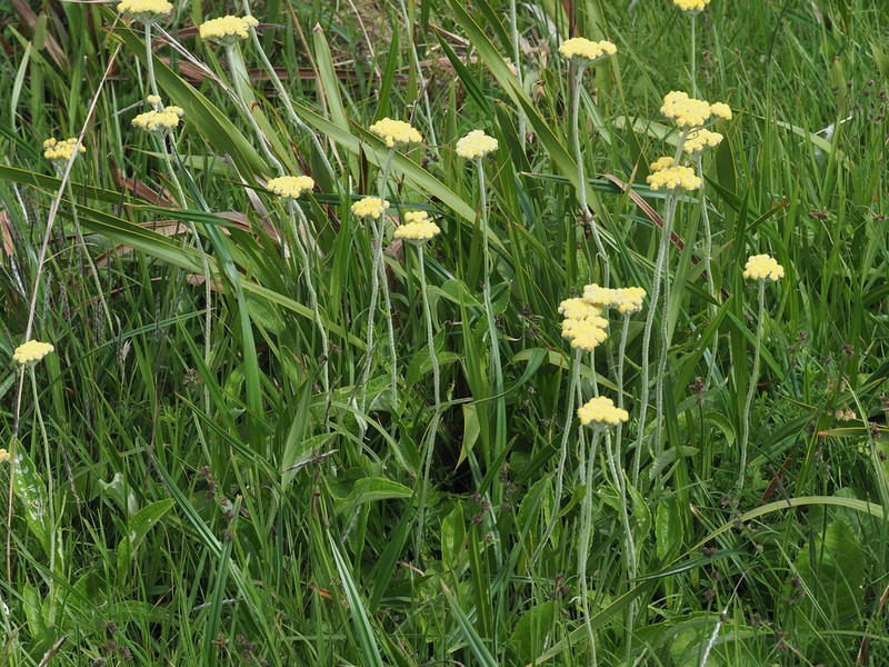 Helichrysum pallidum photo 2