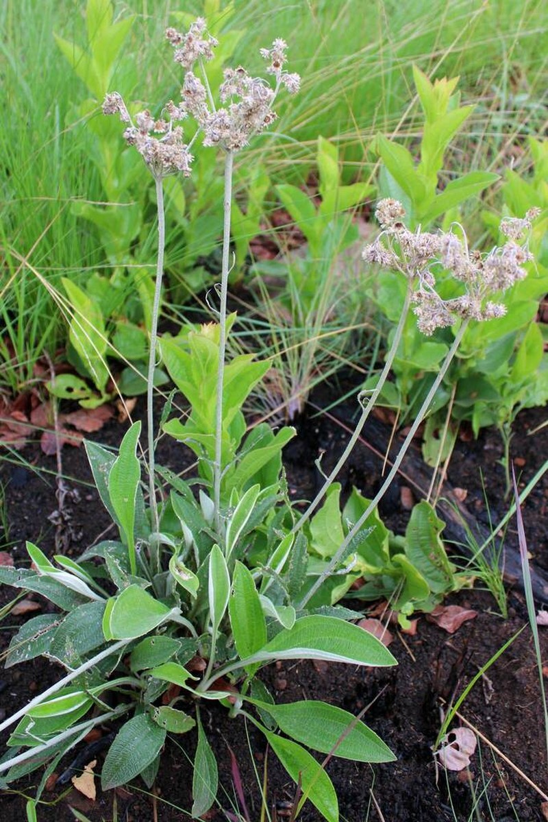 Helichrysum pallidum photo 3