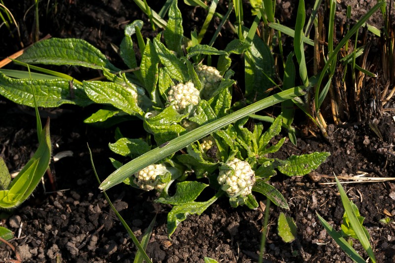 Helichrysum pallidum photo 4