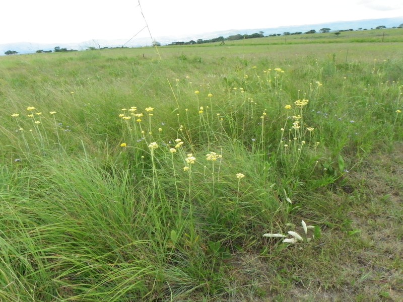 Helichrysum pallidum photo 5