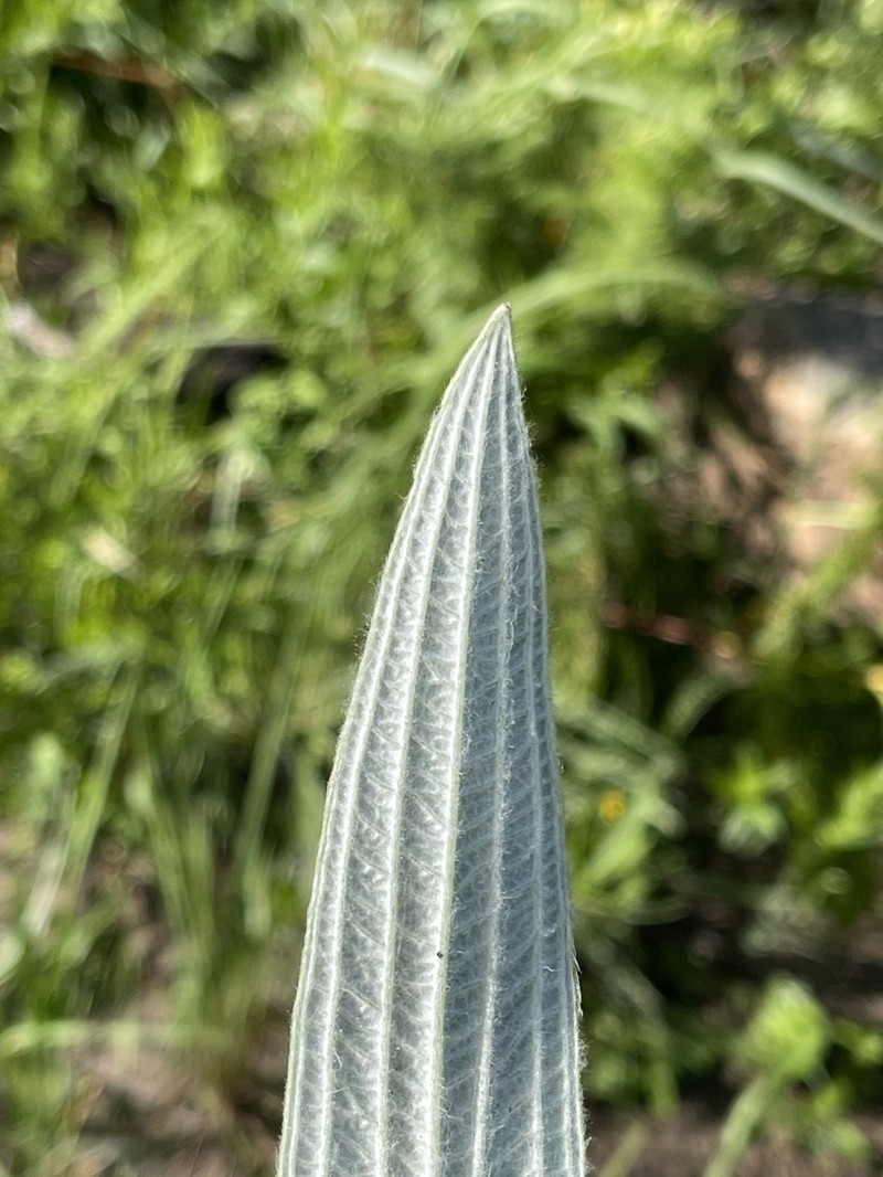 Helichrysum pallidum photo 6