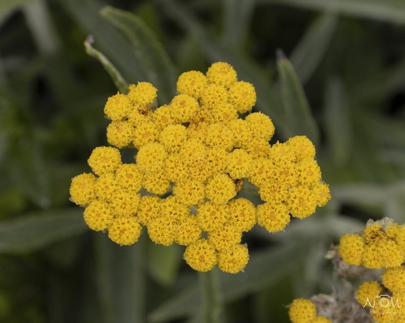 Helichrysum pallidum photo 7