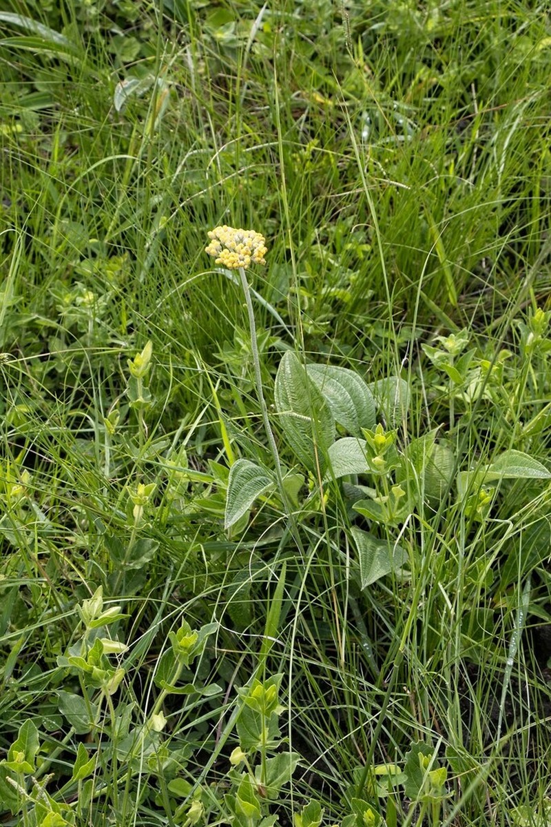 Helichrysum pallidum photo 8