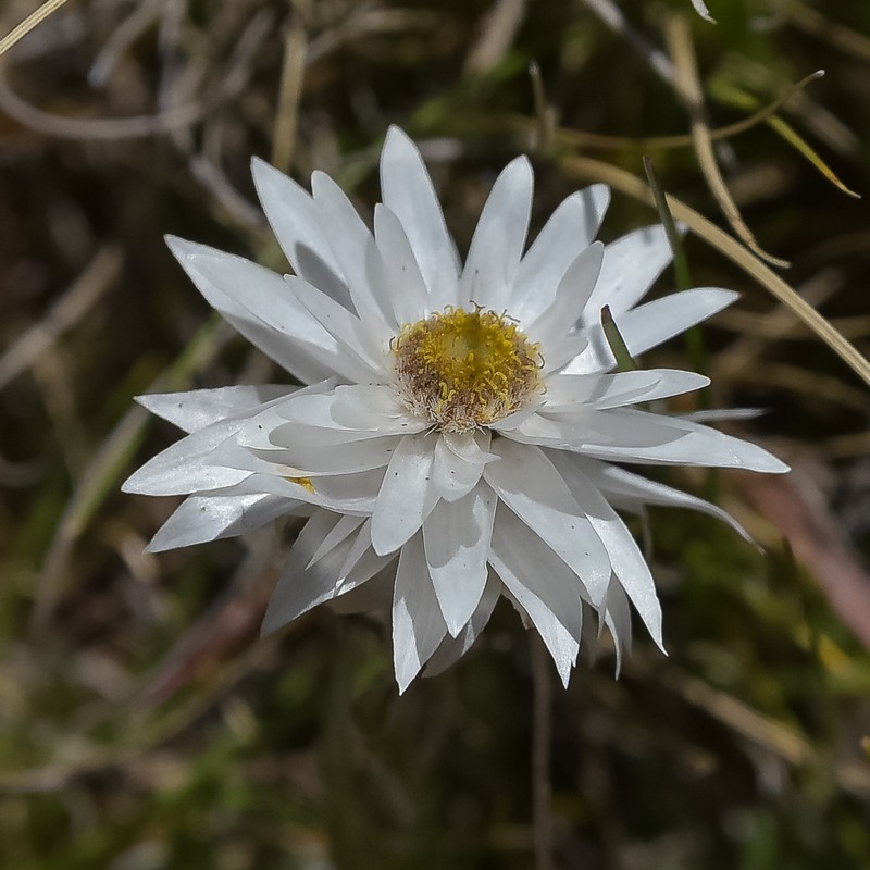 Helichrysum palustre
