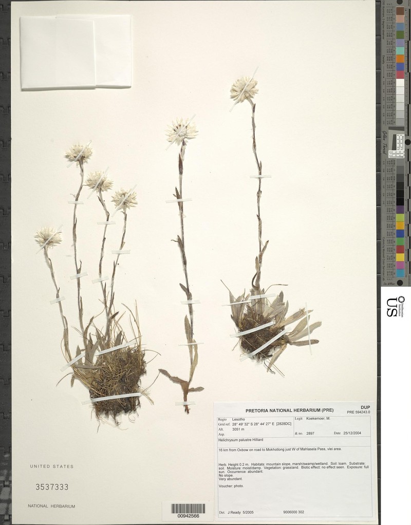 Helichrysum palustre photo 2