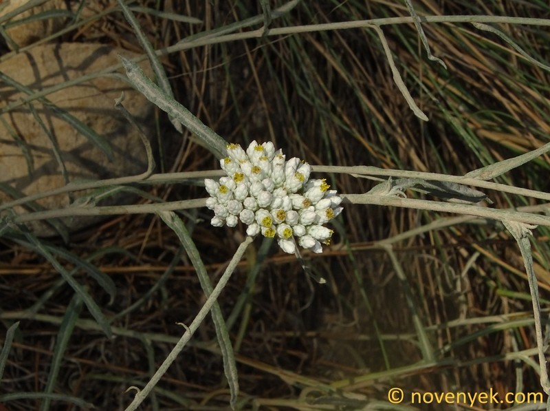Helichrysum pamphylicum