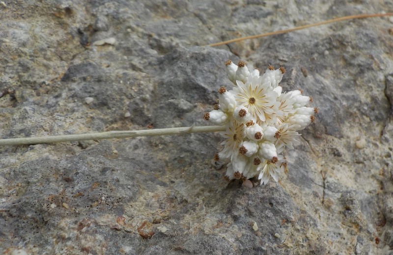 Helichrysum pamphylicum photo 2