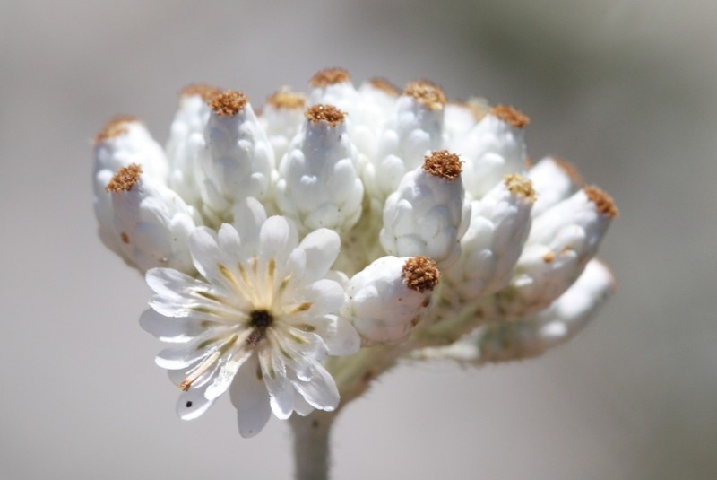 Helichrysum pamphylicum photo 3