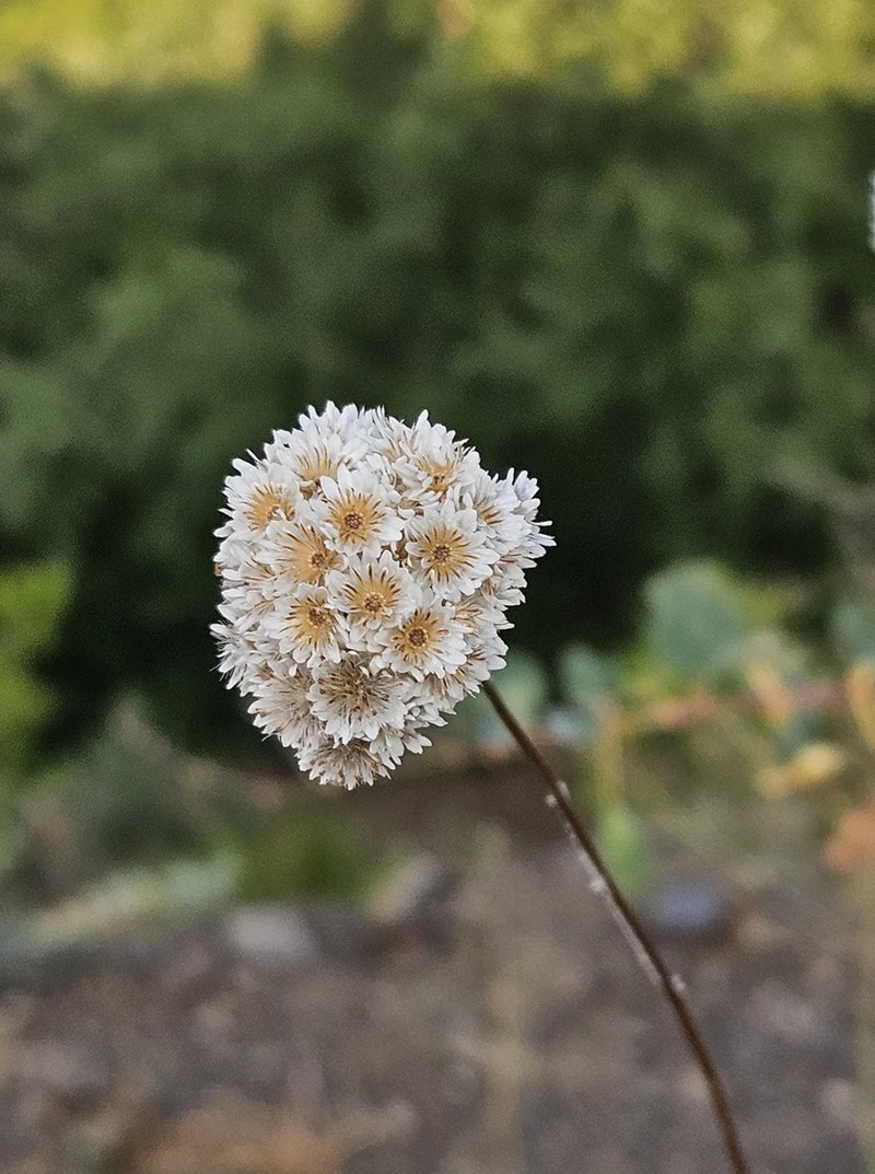 Helichrysum pamphylicum photo 4