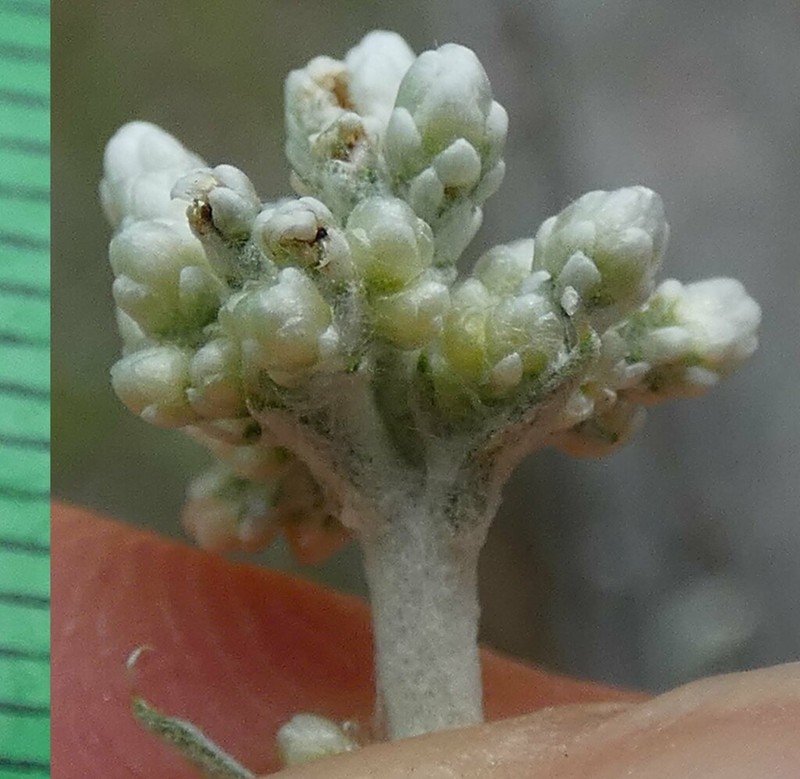 Helichrysum pamphylicum photo 5