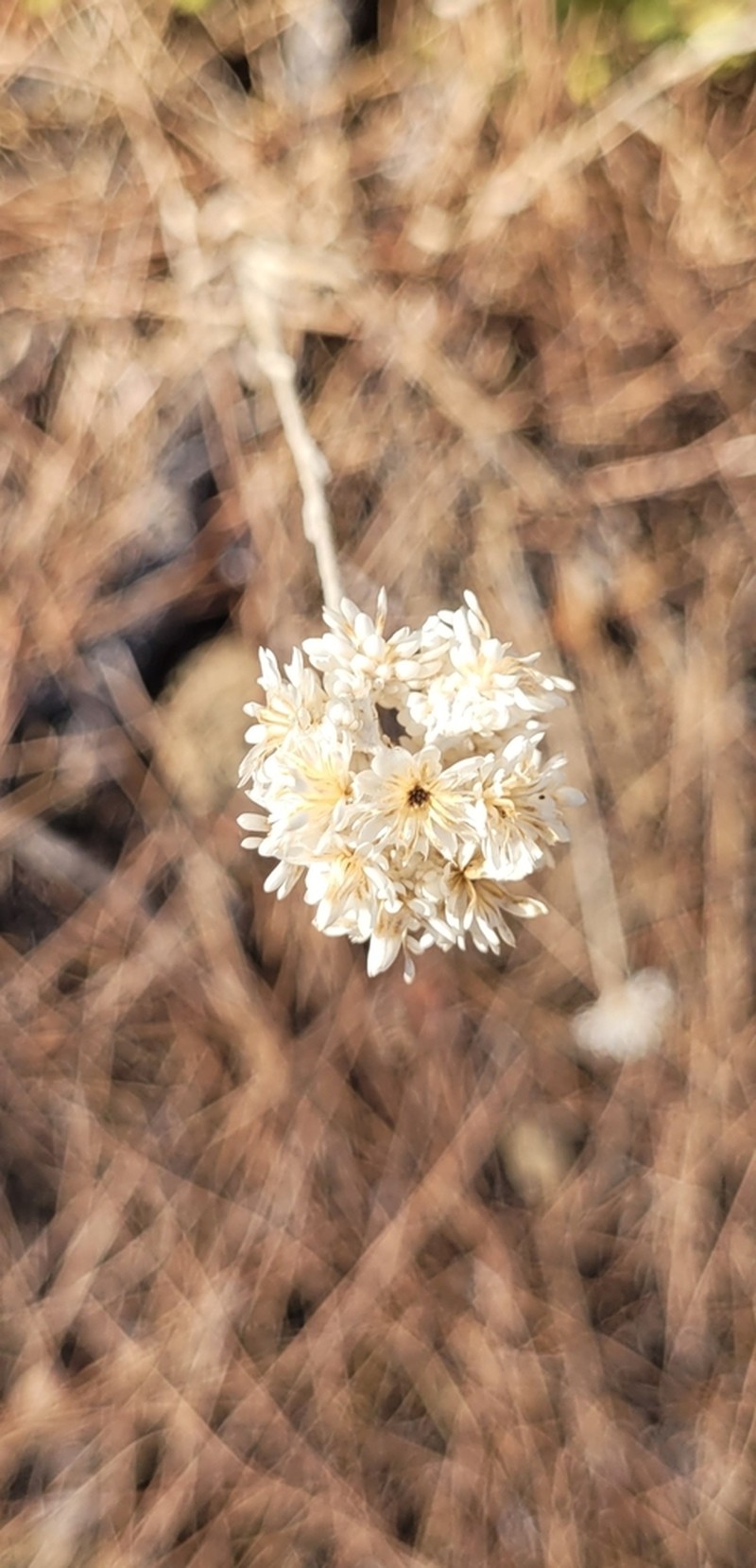 Helichrysum pamphylicum photo 6