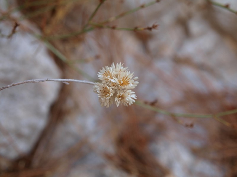 Helichrysum pamphylicum photo 7