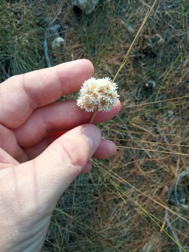 Helichrysum pamphylicum photo 8