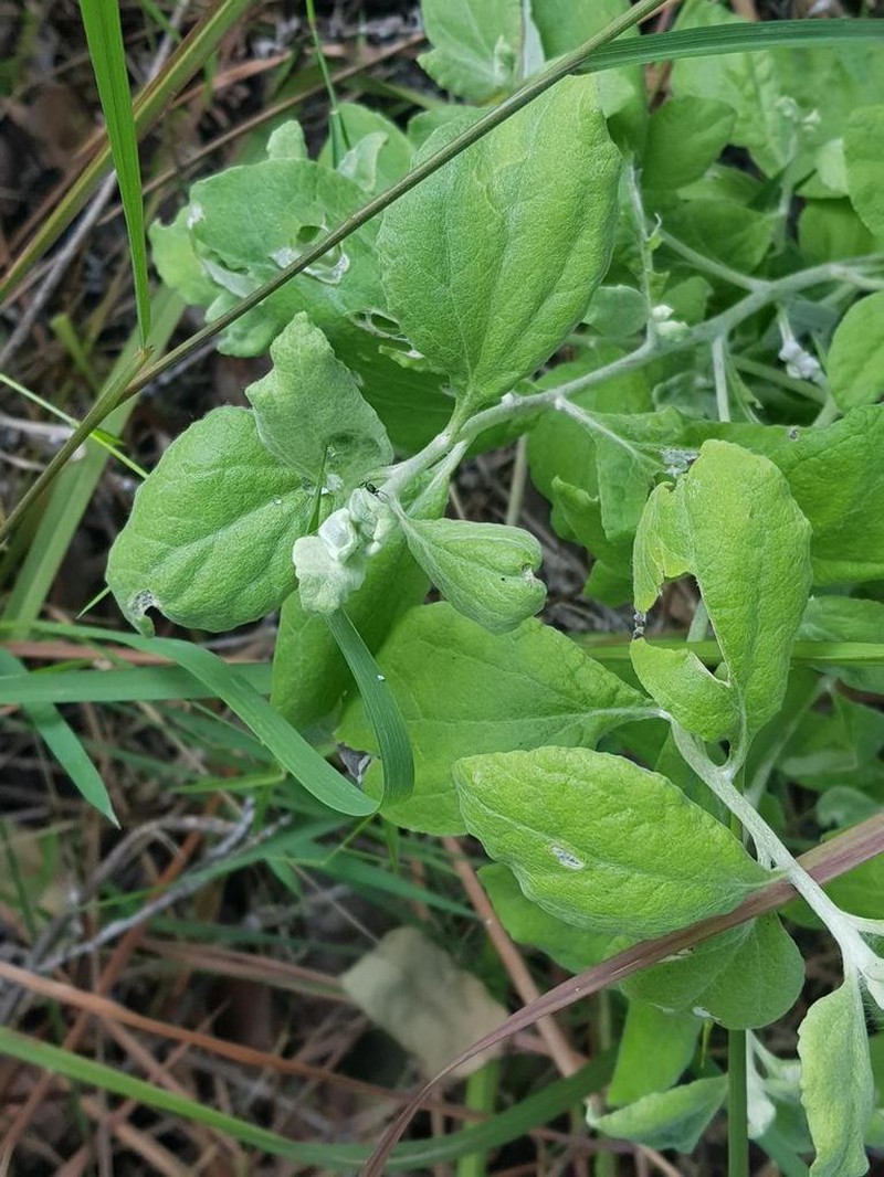 Helichrysum panduratum