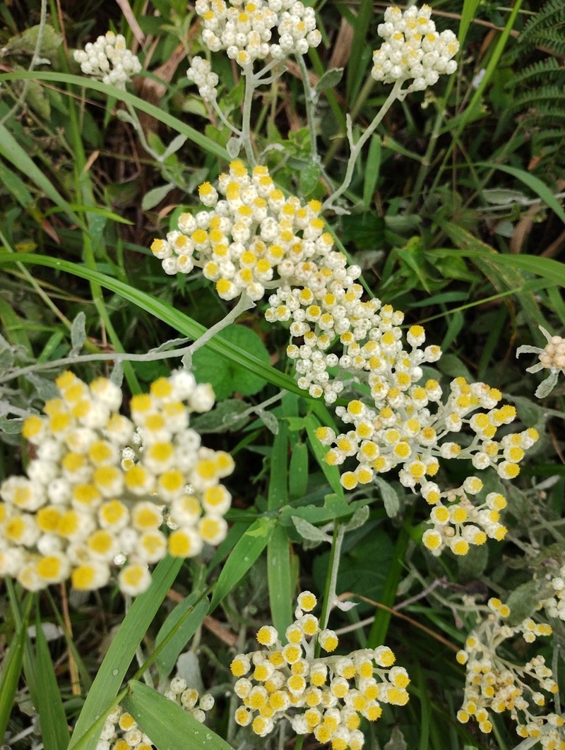 Helichrysum panduratum photo 2