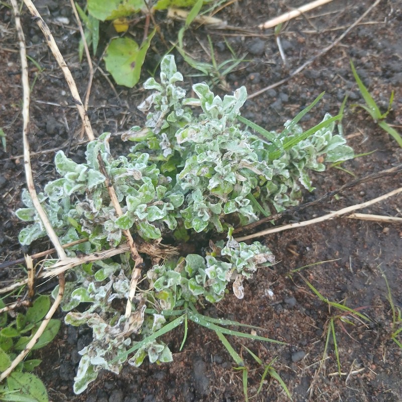 Helichrysum panduratum photo 3