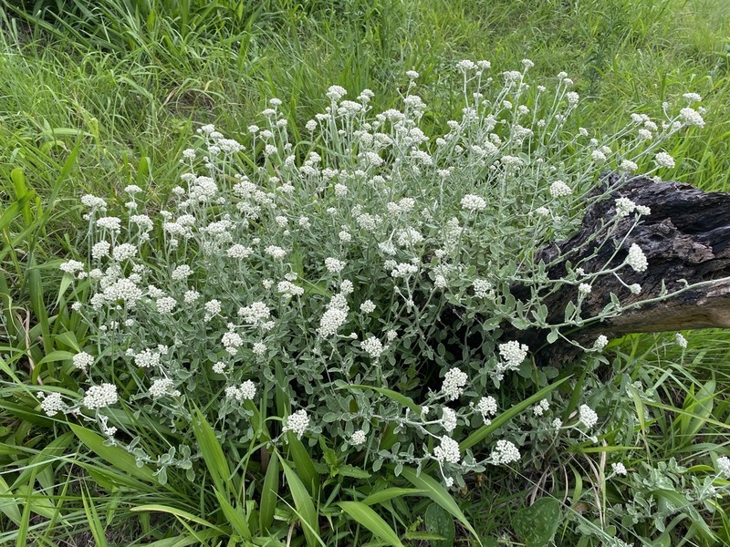 Helichrysum panduratum photo 5