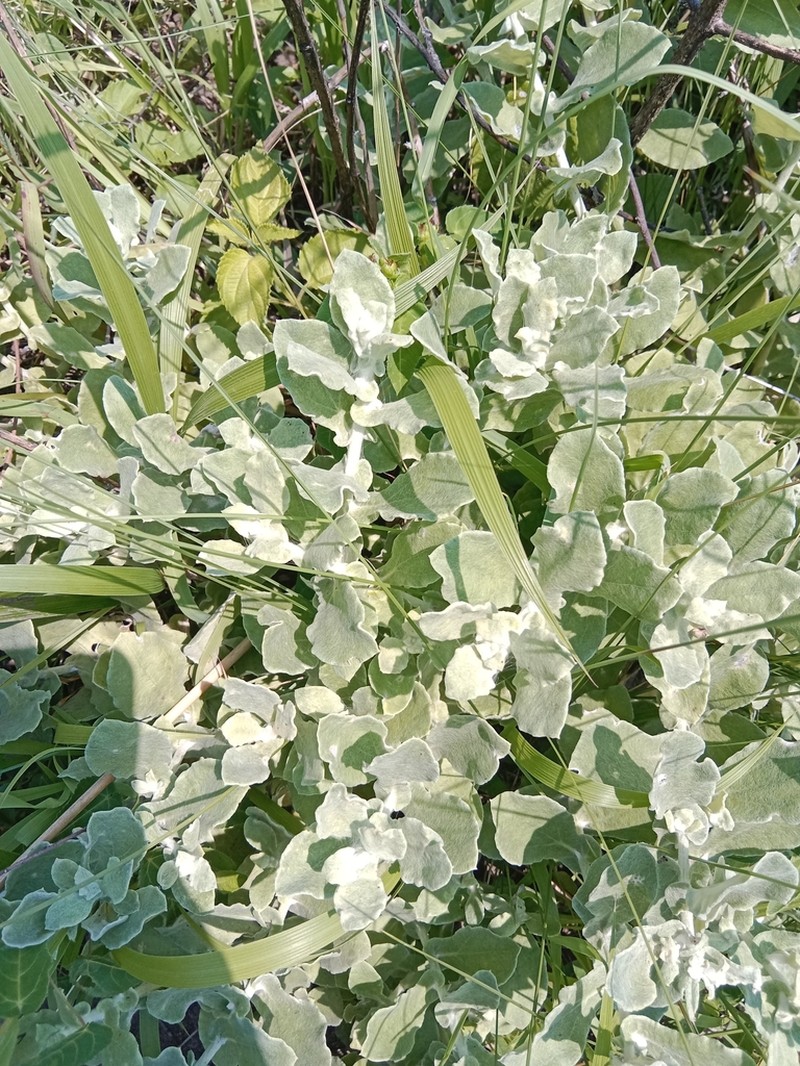 Helichrysum panduratum photo 7