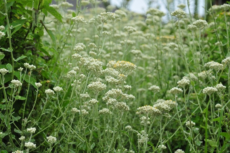 Helichrysum panduratum photo 8