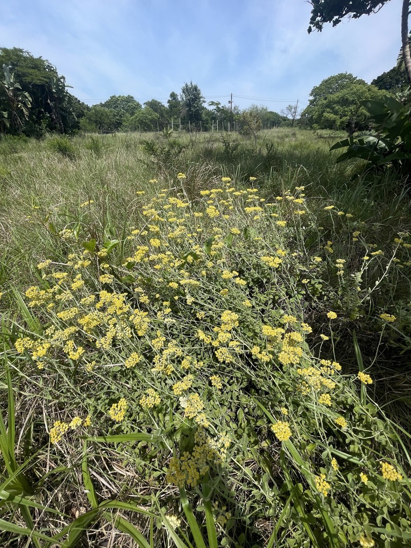 Helichrysum panduratum var. panduratum